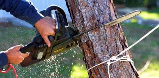 Reliable Miami, FL Tree Services Solutions