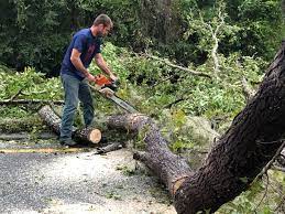 How Our Tree Care Process Works  in  Miami, FL